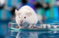 10 курьёзных проблем, коснувшихся целых государств