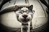 Рейтинг самых умных животных