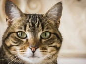 5 животных, которые помогут стать здоровее