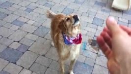 Собака, которая не может ничего поймать