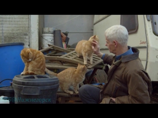 Тайная жизнь кошек / The Secret Life of the Cat