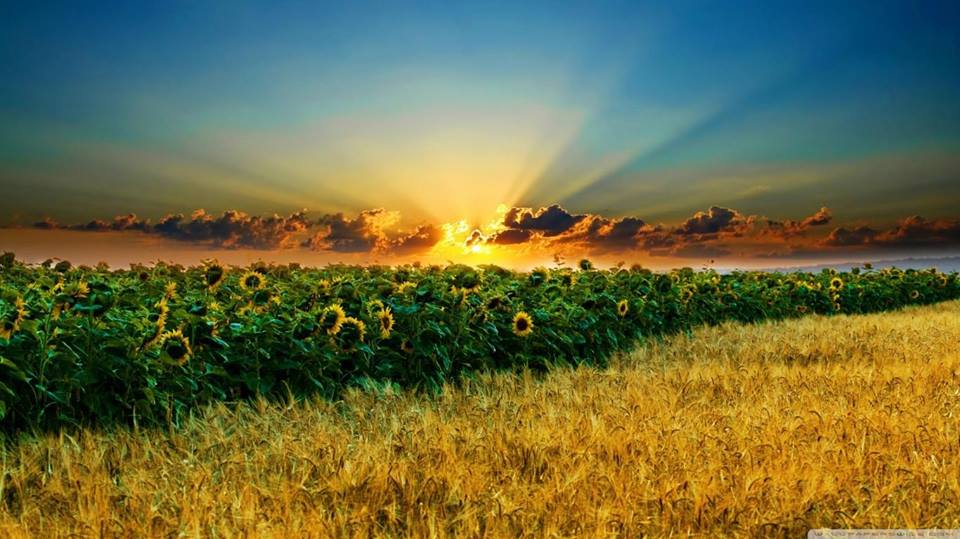 Податки при продажу земель сільськогосподарського призначення.